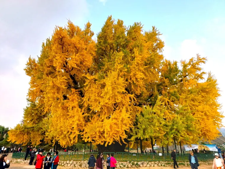 korea 1300years old gingko tree