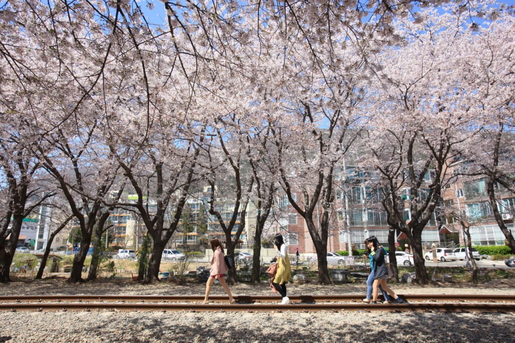 korea season - spring festival