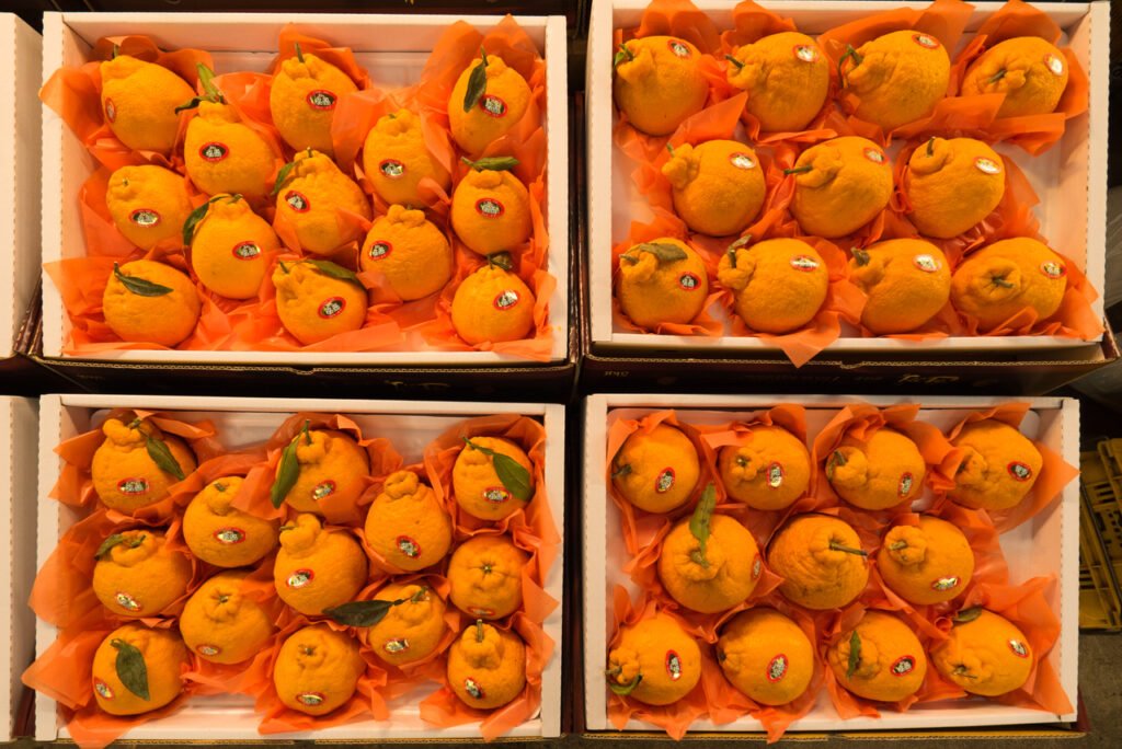 jeju-hanrabong-Korean-Fruits