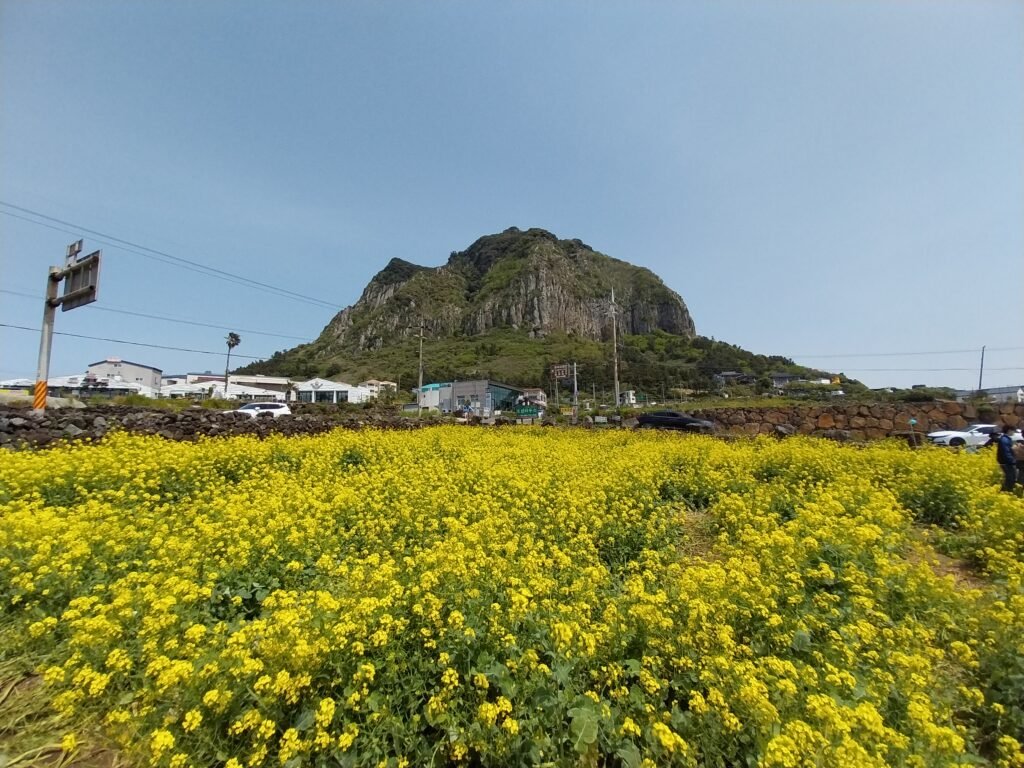Sanbangsan(Mountain) rape flowers