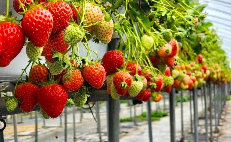Korean Fruits - Strawberry