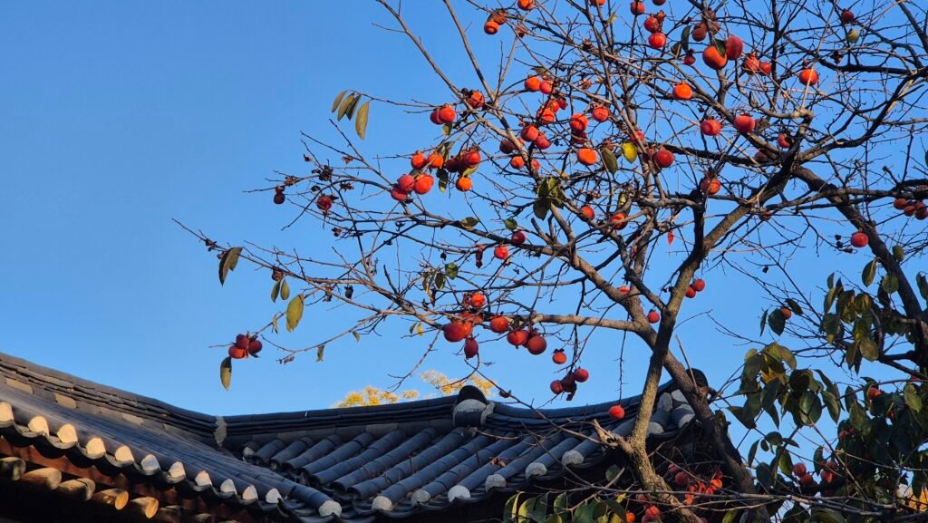 Persimmon tree in front of Nakseonjae in Changdeokgung Palace (fall 2025)