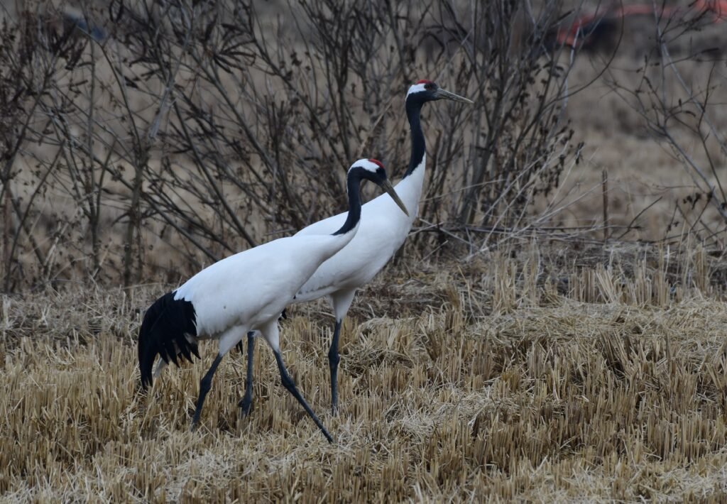 Red-crowned cranes in the DMZ