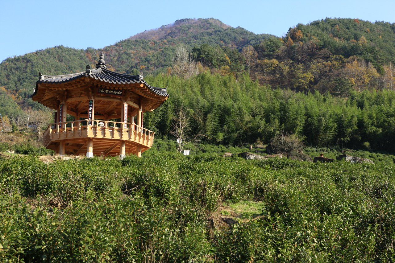 Wild green tea fields in Hadong