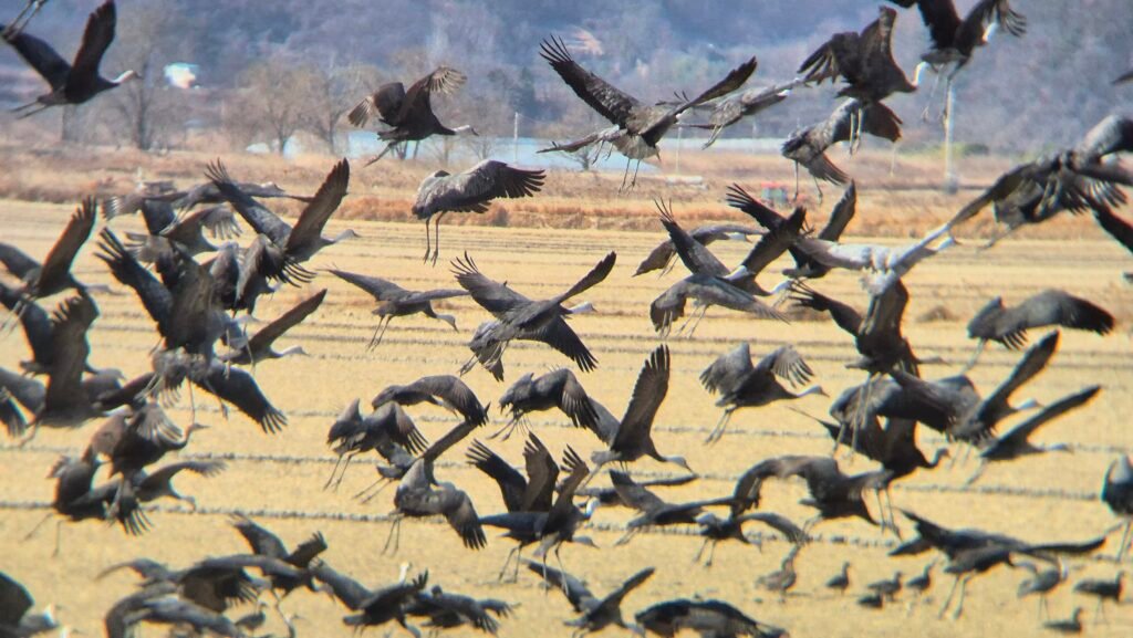[Day 1] Suncheonman Wetland : A Winter Journey with Hooded Cranes