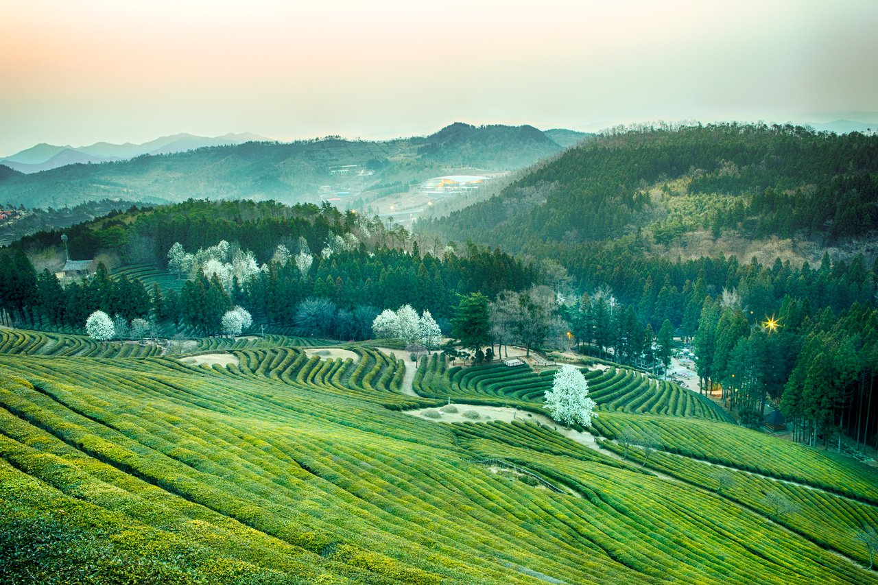 Green tea fields in Boseong, Jeollanam-do