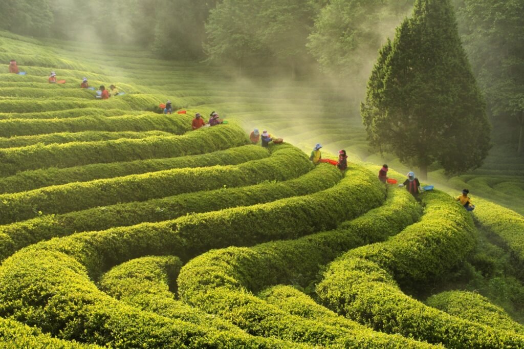 Korean Tea Ceremony Darye: How to Experience Authentic Darye in Seoul