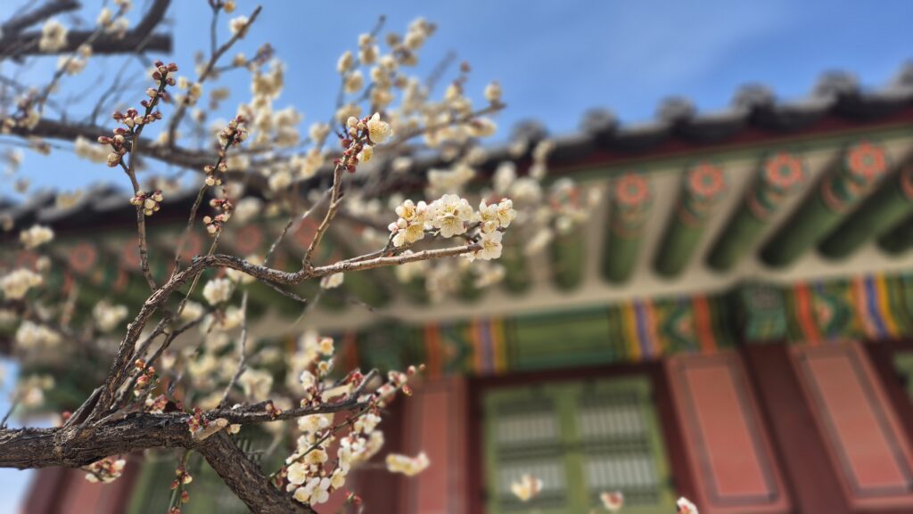 The Secret Meaning of Korean Palace Spring Flowers & Rocks
