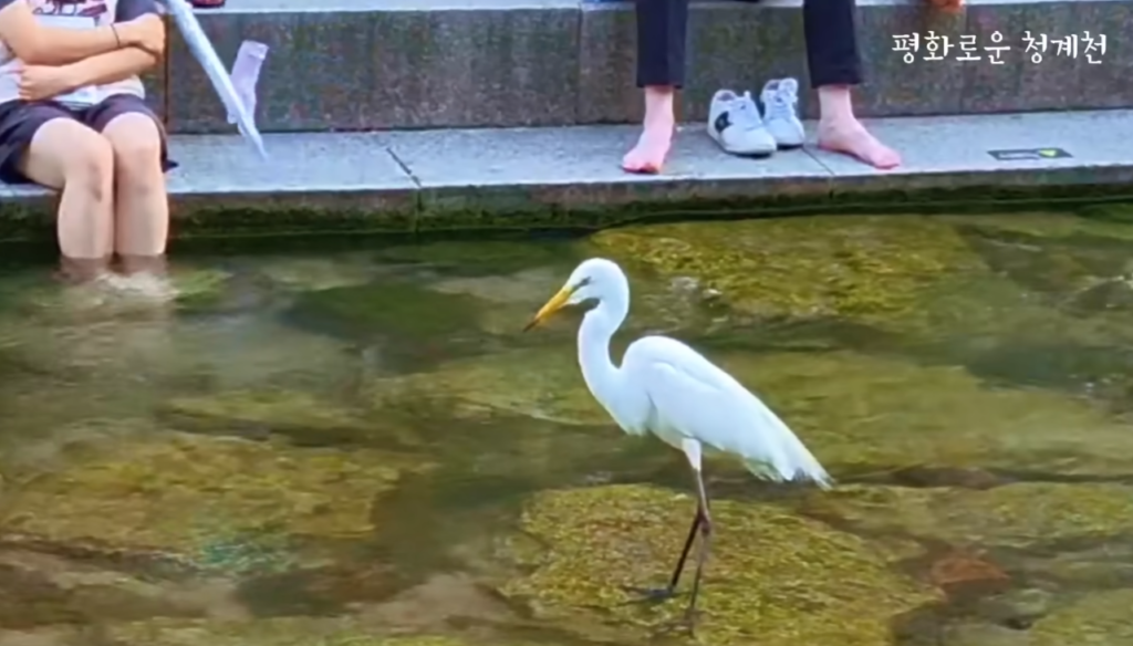 Egrets hunting in Cheonggyecheon