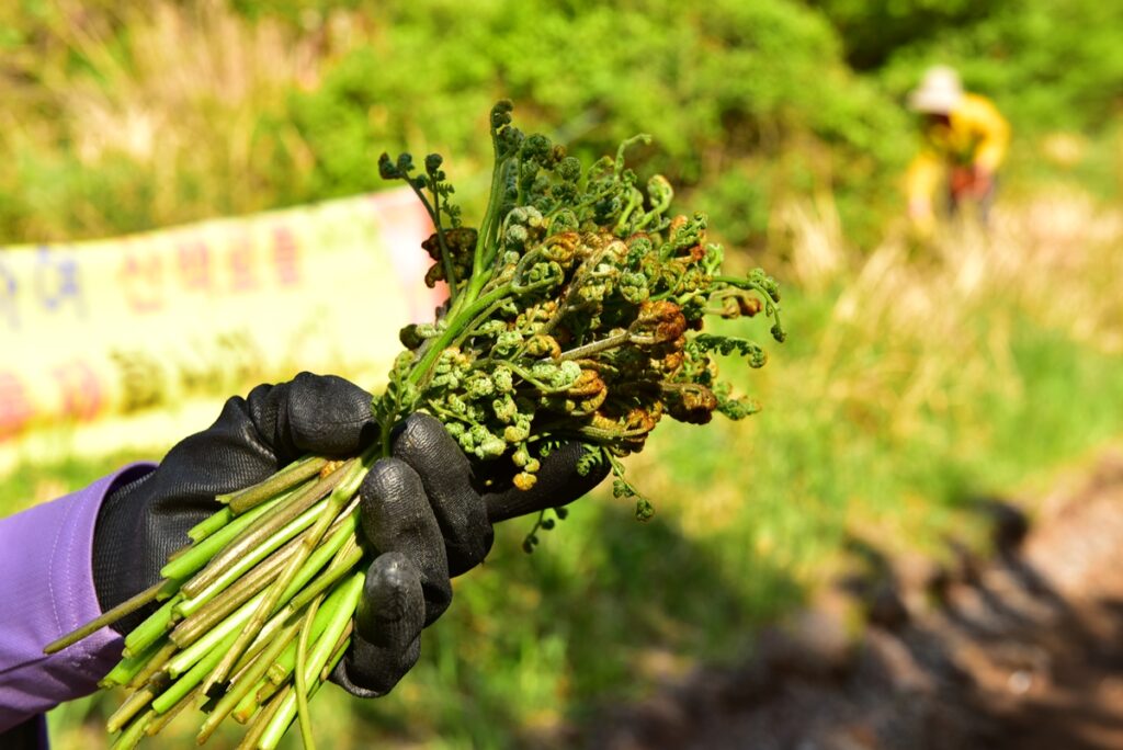 [Bomnamul] How to Safely Eat Toxic Korean Spring Greens (Gosari)