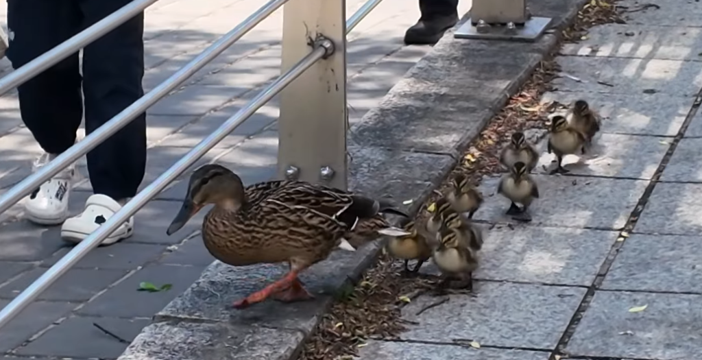 Cheonggyecheon Stream Ducklings