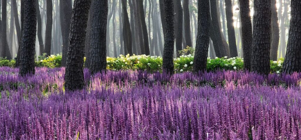 Maekmundong: The Secret Purple Flowers of Korean Summer