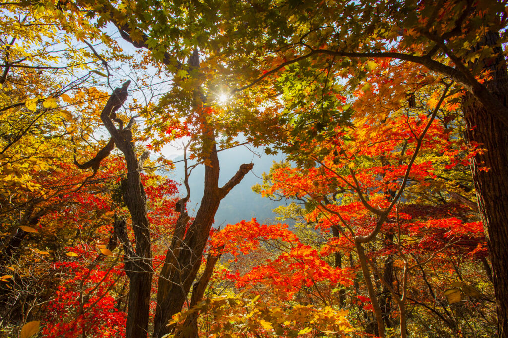Best Korea Autumn Foliage Destinations (Beyond Red Leaves)