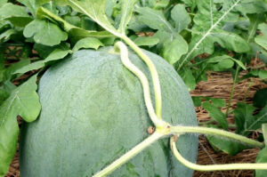 Mudeungsan Watermelon (Puraengi): Korea’s $200 Giant Fruit