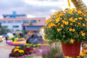 Chrysanthemum Festivals in Korea: The Queen of Autumn