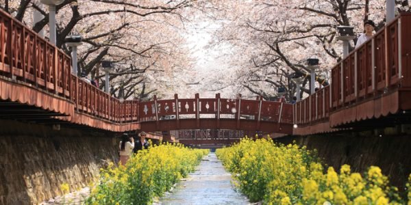 Jinhae Cherry Blossom & Scenic Trails: Nature, Art & Mountain Panoramas