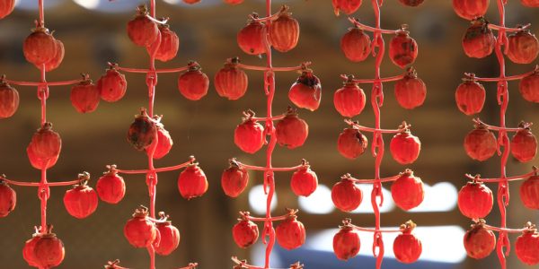Gotgam: Korean Dried Persimmons and the Taste of Autumn