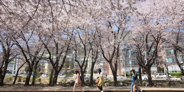 Best Time to Visit Korea: Best Season, Seasonal Guide
