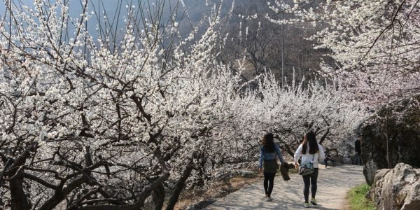 Beyond Cherry Blossoms: Guide to Korea's Most Beautiful Spring Flowers