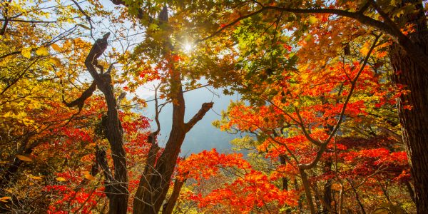 Best Korea Autumn Foliage Destinations (Beyond Red Leaves)