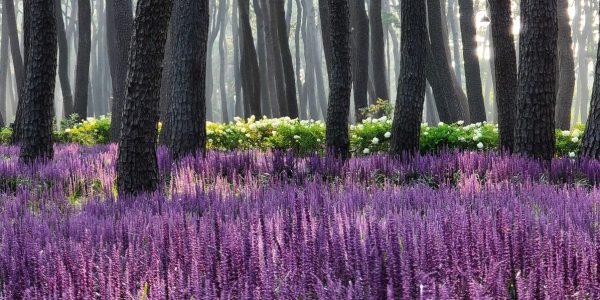 Maekmundong: The Secret Purple Flowers of Korean Summer