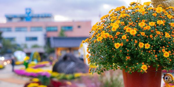 Chrysanthemum Festivals in Korea: The Queen of Autumn