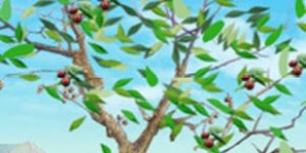 Love on a Jujube Tree