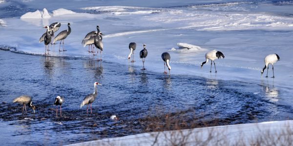 The Real History of the DMZ: From 1953 to the 2026 Fortification