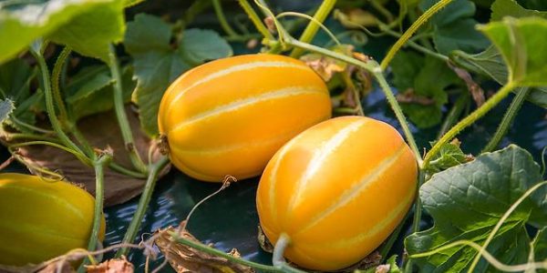 Must-Try Korean Summer Fruits: A Traveler's Tasting Guide