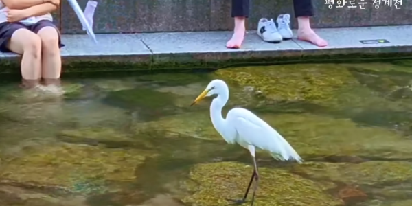 Egrets hunting in Cheonggyecheon