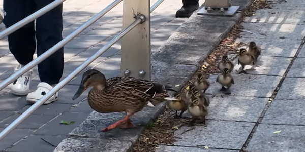 Cheonggyecheon Stream Ducklings