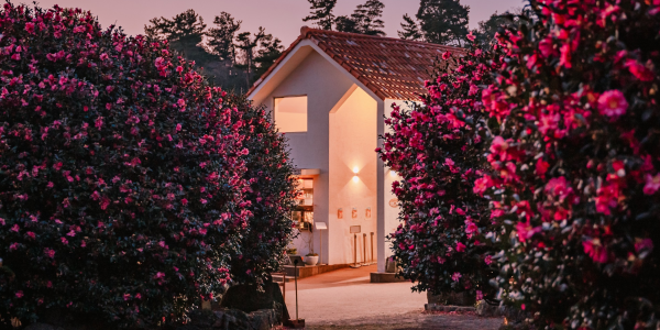Best Camellia Spots in South Korea