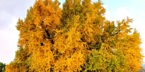 korea 1300years old gingko tree