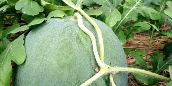 Mudeungsan Watermelon (Puraengi): Korea’s $200 Giant Fruit
