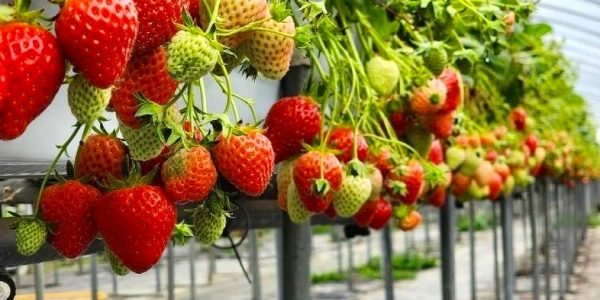 Korean Fruits - Strawberry